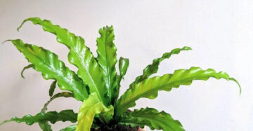 Asplenium Osaka 20 - 30cm