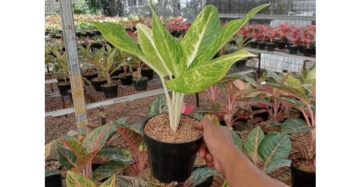 Aglaonema Sundrop 2 - 4 leaves