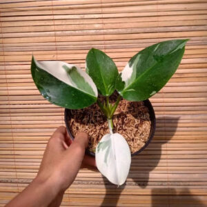 Philodendron White Wizard 2-3 Leaves