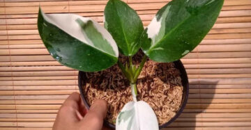 Philodendron White Wizard 2-3 Leaves