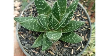 Aloe Aristata medium size