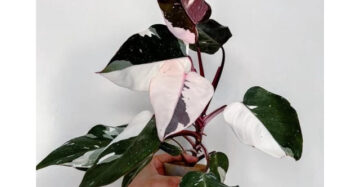 Philodendron White Anderson 2-3 Leaves