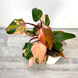 Philodendron Strawberry Shake 2-3 Leaves