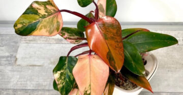 Philodendron Strawberry Shake 2-3 Leaves