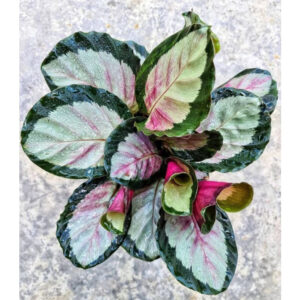 Calathea Roseopicta - 4 leaves