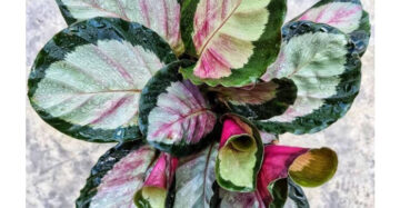 Calathea Roseopicta - 4 leaves