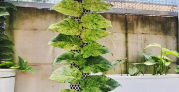 Rhaphidophora Korthalsii Variegated 2-3 Leaves