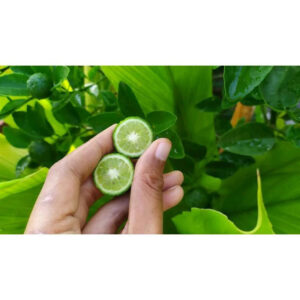 Citrus Limau 30 - 50cm