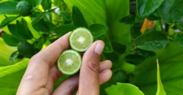 Citrus Limau 30 - 50cm