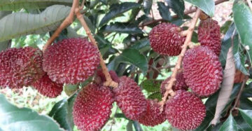 Rambutan Kapulasan 30 - 50cm