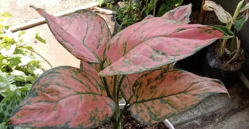 Aglaonema Valentine 2 - 4 leaves