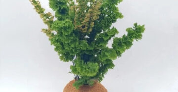 Adiantum Tenerum medium size