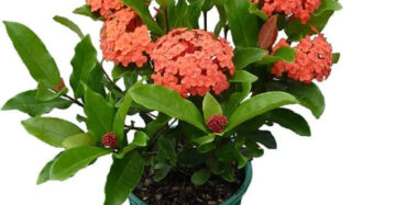 Ixora "Orange Flower" 20 - 30cm