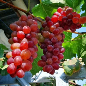 Grapes Import Jupiter 30 - 50cm