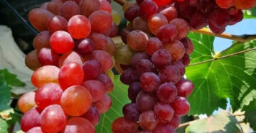 Grapes Import Jupiter 30 - 50cm
