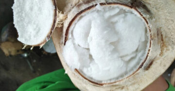 Coconut Kopyor Short 30 - 50cm