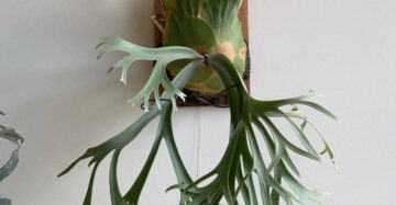 Platycerium Willinckii 2-3 Leaves