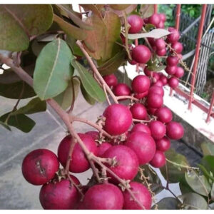 Longan Red 30 - 50cm