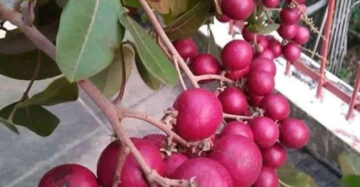 Longan Red 30 - 50cm