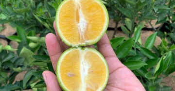 Citrus Baby Java 30 - 50cm