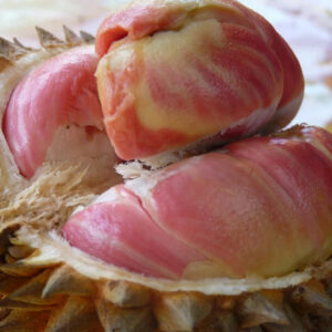 Durian Rainbow 30 - 50cm