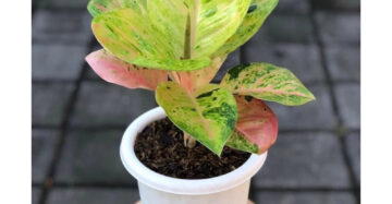 Aglaonema Emerald 2 - 4 leaves