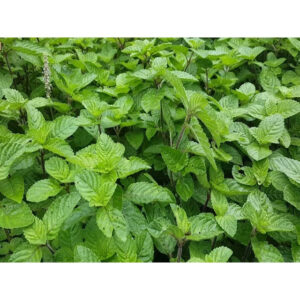 Mesona Procumbens 30 - 50cm