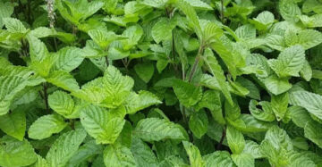 Mesona Procumbens 30 - 50cm