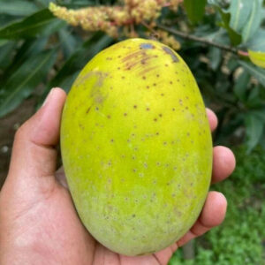 Mango Kweni 30 - 50cm