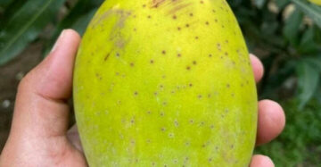 Mango Kweni 30 - 50cm