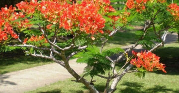 Delonix Regia 20 - 30cm