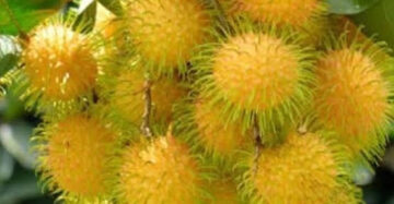 Rambutan Gading Kuning 30 - 50cm