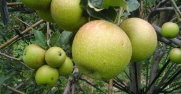 Apple Malang 30 - 50cm