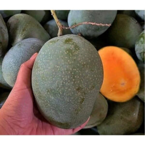 Mango Madu 30 - 50cm