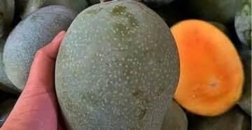 Mango Madu 30 - 50cm