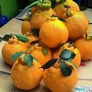 Citrus Dekopon Jumbo 30 - 50cm