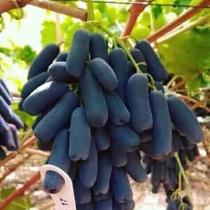 Grapes Moondrop 30 - 50cm