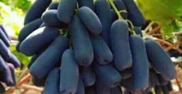 Grapes Moondrop 30 - 50cm