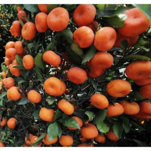 Citrus Santang Madu 30 - 50cm