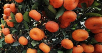 Citrus Santang Madu 30 - 50cm