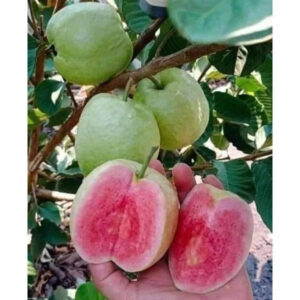 Guava Red Seedless 30 - 50cm