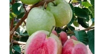 Guava Red Seedless 30 - 50cm