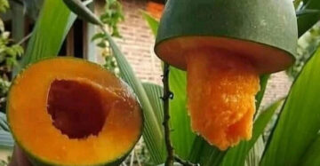 Mango Avocado 30 - 50cm