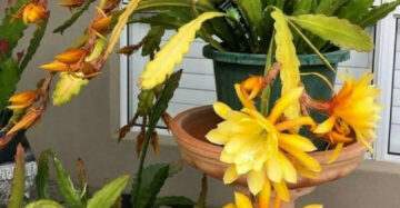 Epiphyllum Oxypetalum Yellow Flower 20 - 30cm