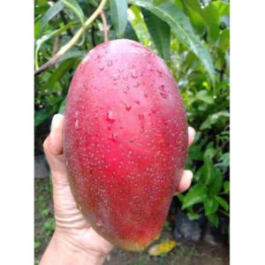Mango Yuwen Seri 6 30 - 50cm