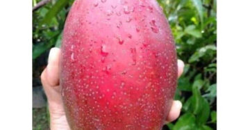 Mango Yuwen Seri 6 30 - 50cm