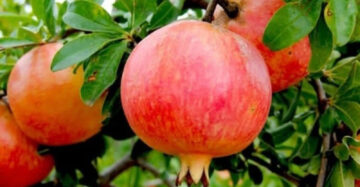 Pomegranate Red Jumbo 30 - 50cm