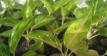 Aglaonema Caribian 2 - 4 leaves