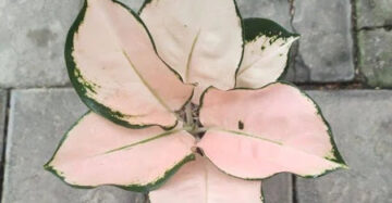Aglaonema Kochin Sutra 2 - 4 leaves