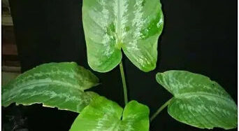 Schismatoglottis wallichii 2 - 4 leaves